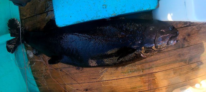 日本初!駿河湾で採集された、深海生態系の頂点に君臨する魚の 日本初!駿河湾で採集された、深海生態系の頂点に君臨する魚の